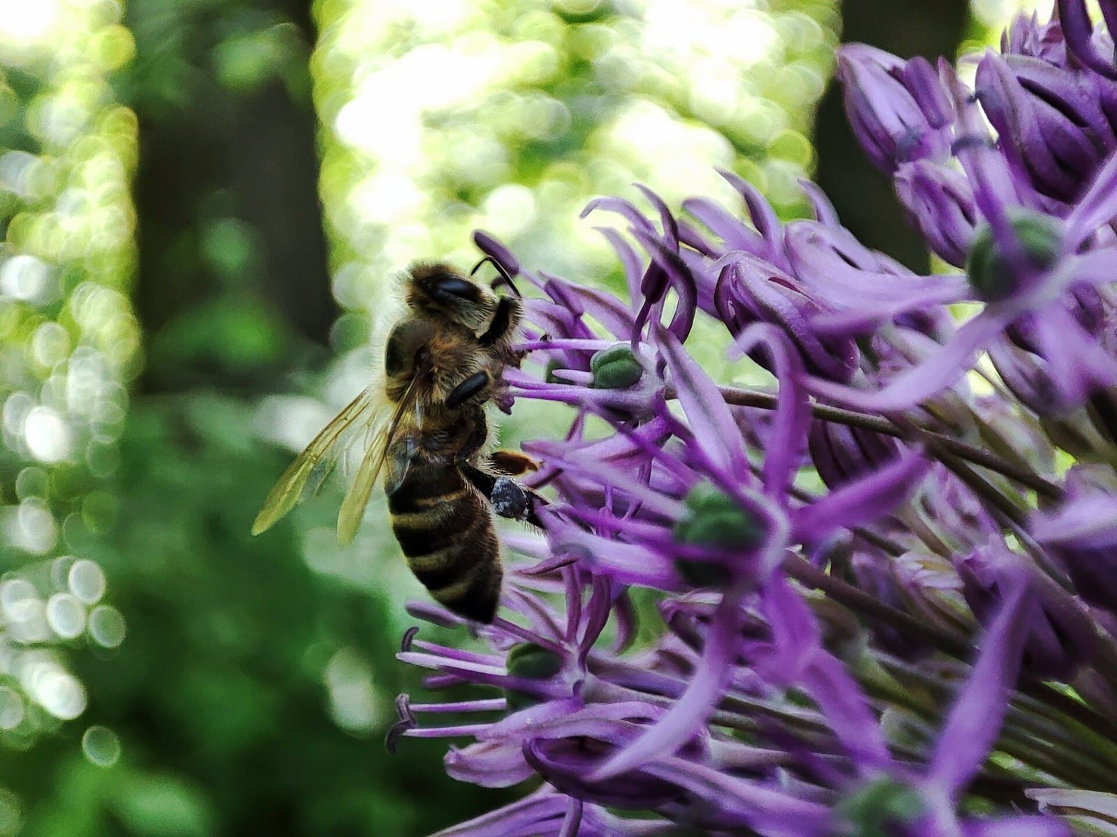 Bee on an allium flower