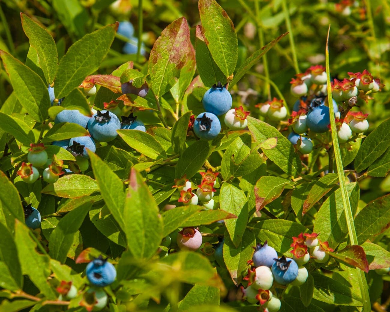 Wild blueberry bush with ripe berries