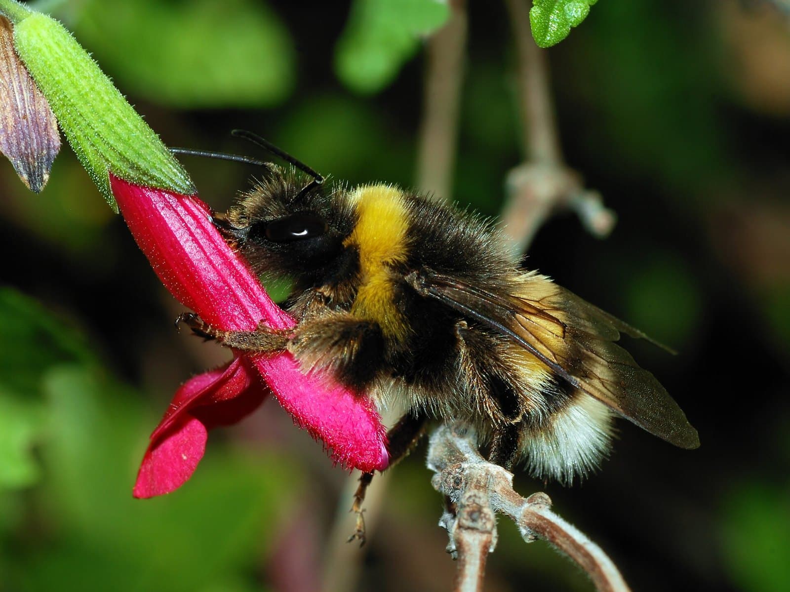 Bumblebee feeding on a flower