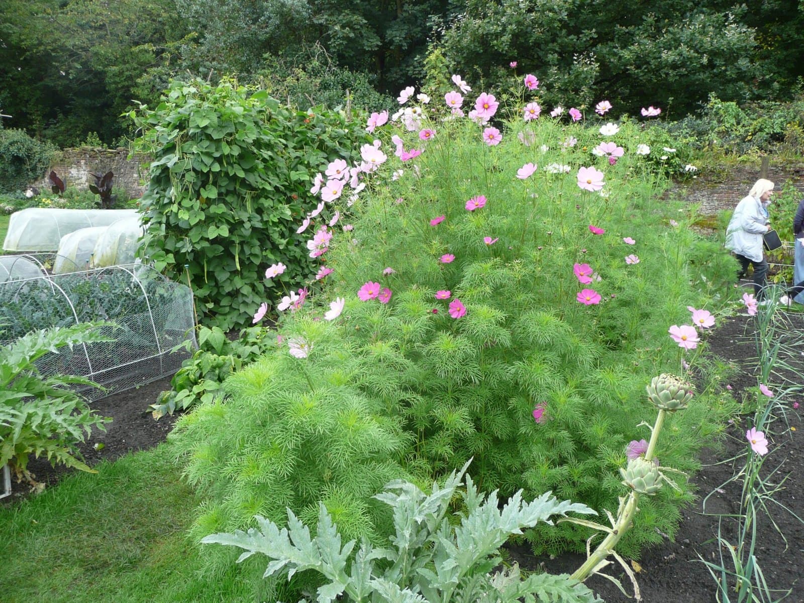 Flowers growing in a kitchen garden