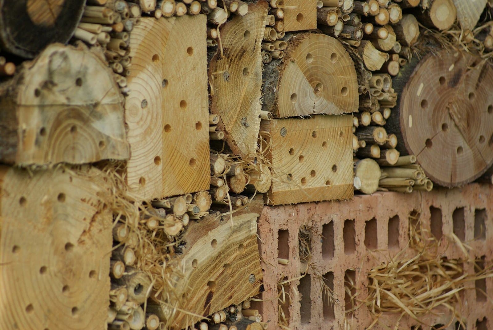Close-up of nesting holes and tubes in a wild bee hotel