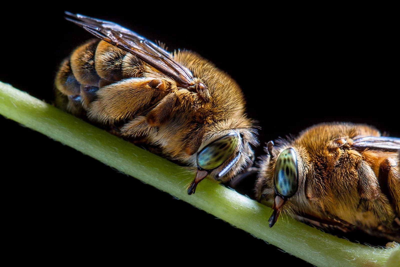Two teddy bear bees (Amegilla bombiformis) resting on a stem