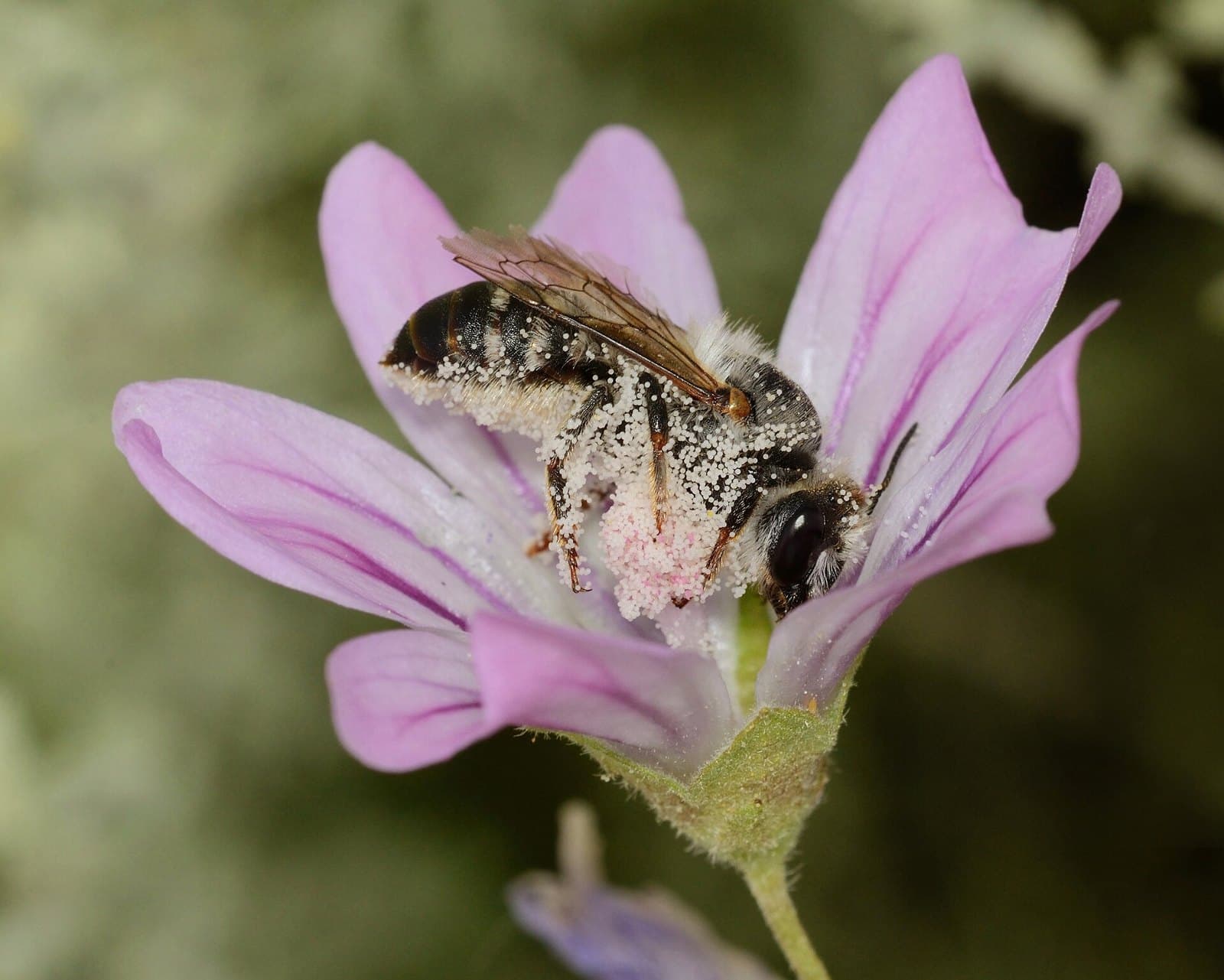 Female leafcutter bee (Megachile) on a pink flower