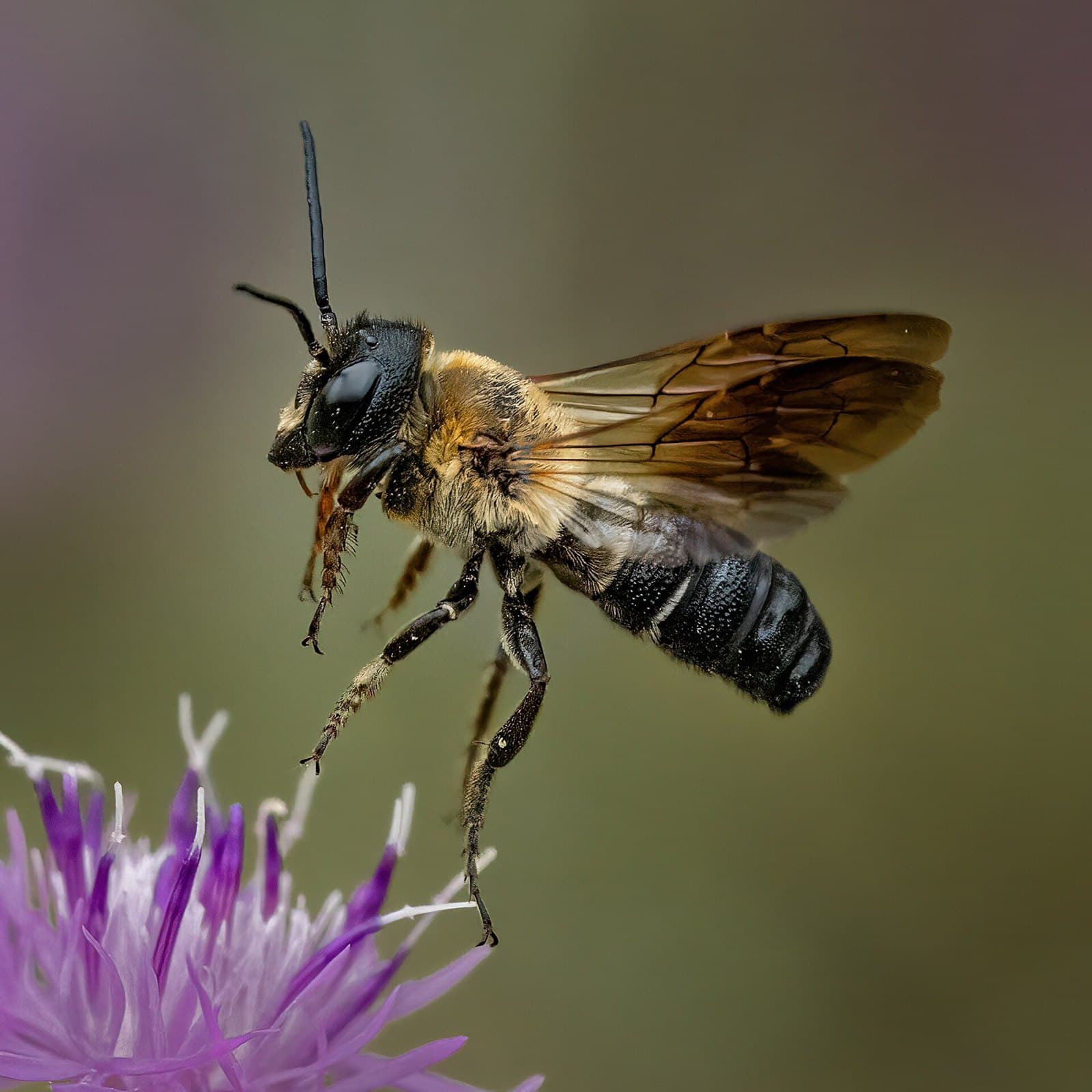 Resin bee (Megachile) approaching a purple flower