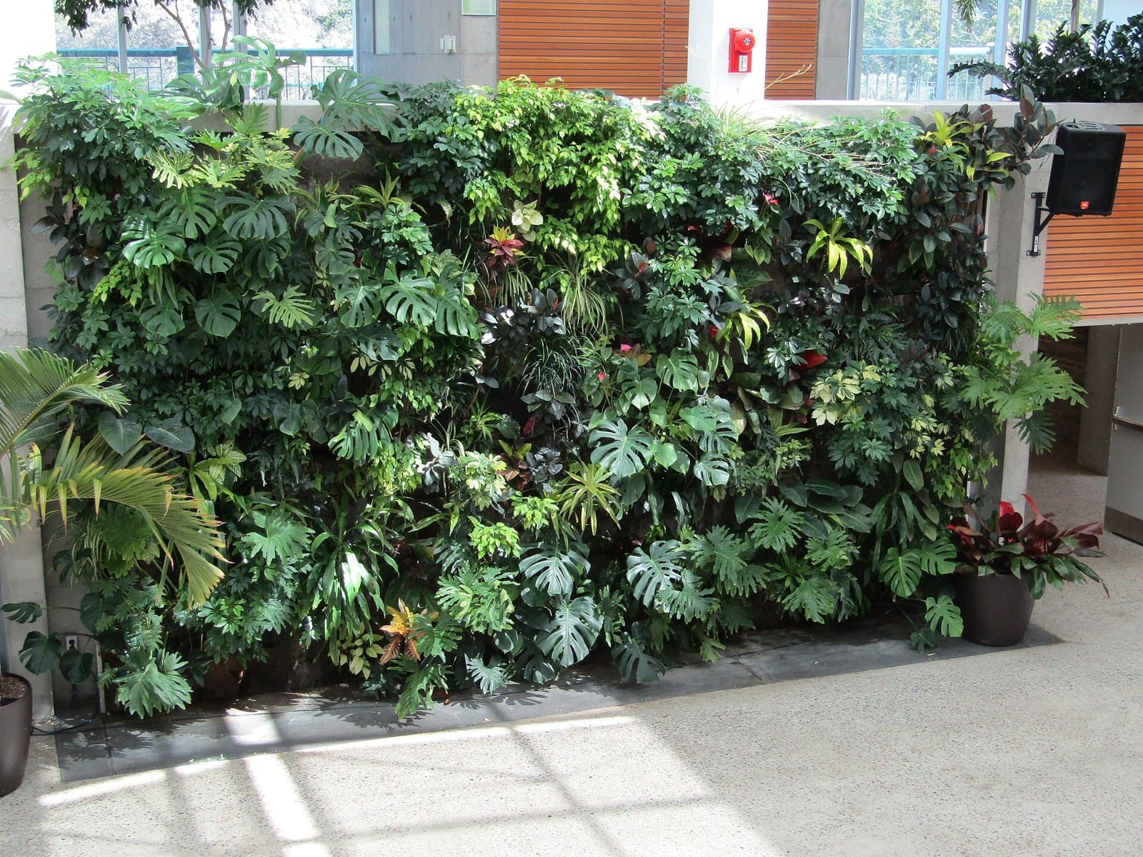 Indoor living wall of foliage plants
