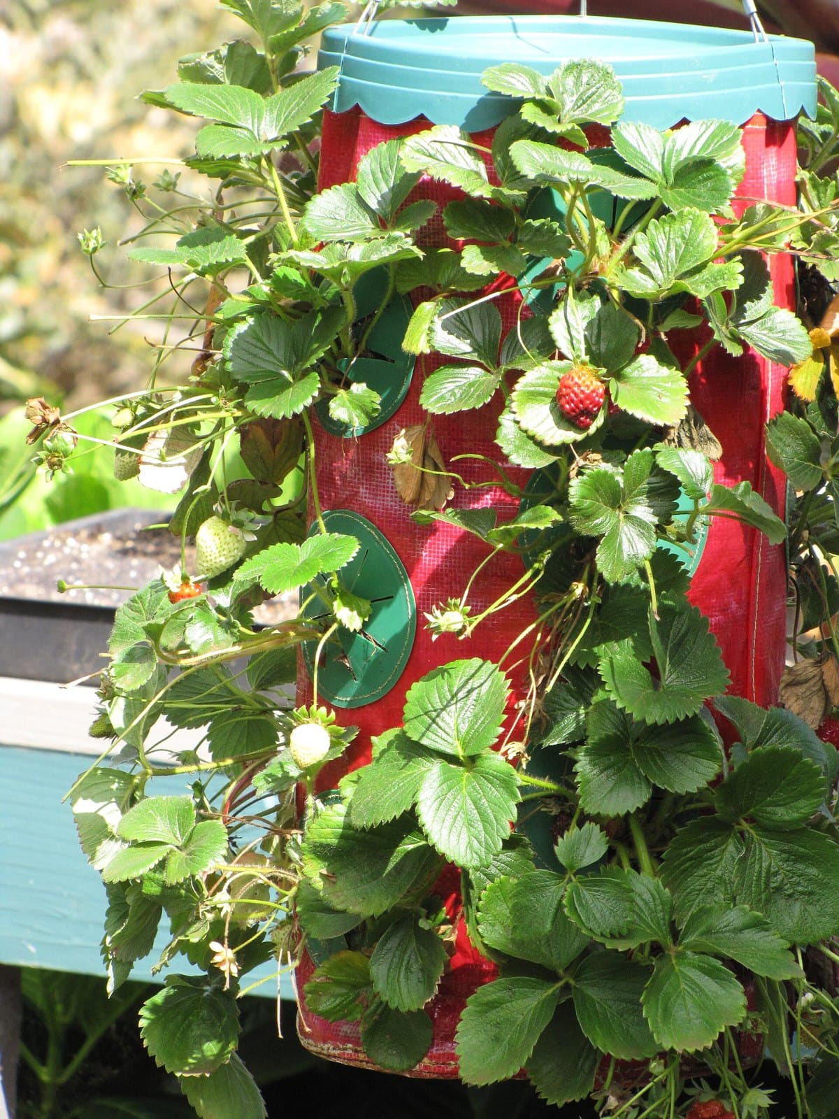 Strawberries growing in a hanging planter