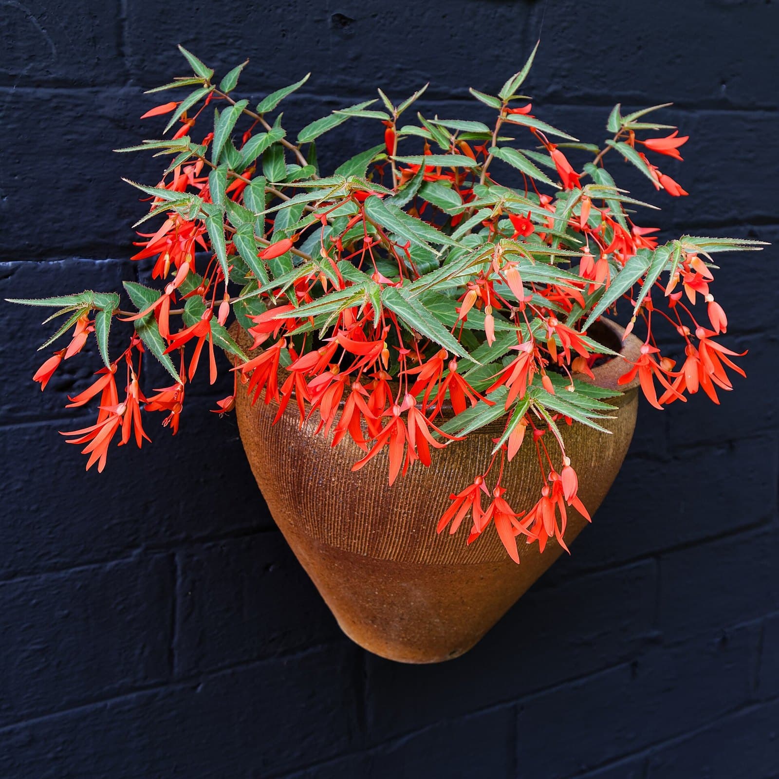 Wall pot planter with red begonias