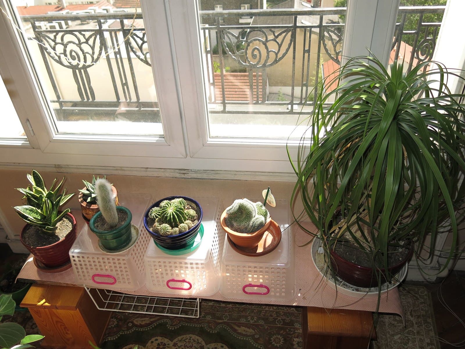 Houseplants on a window shelf