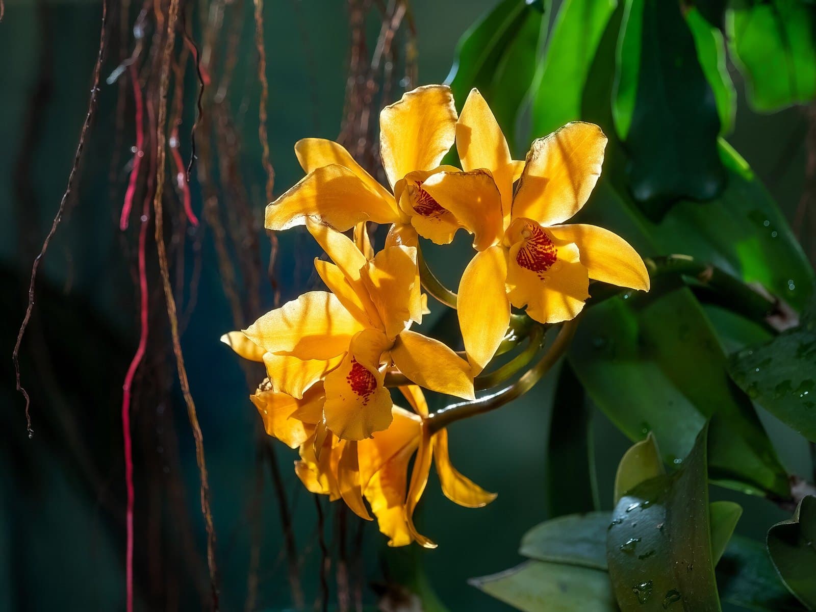 Types of Orchids from Around the World and How to Grow Them