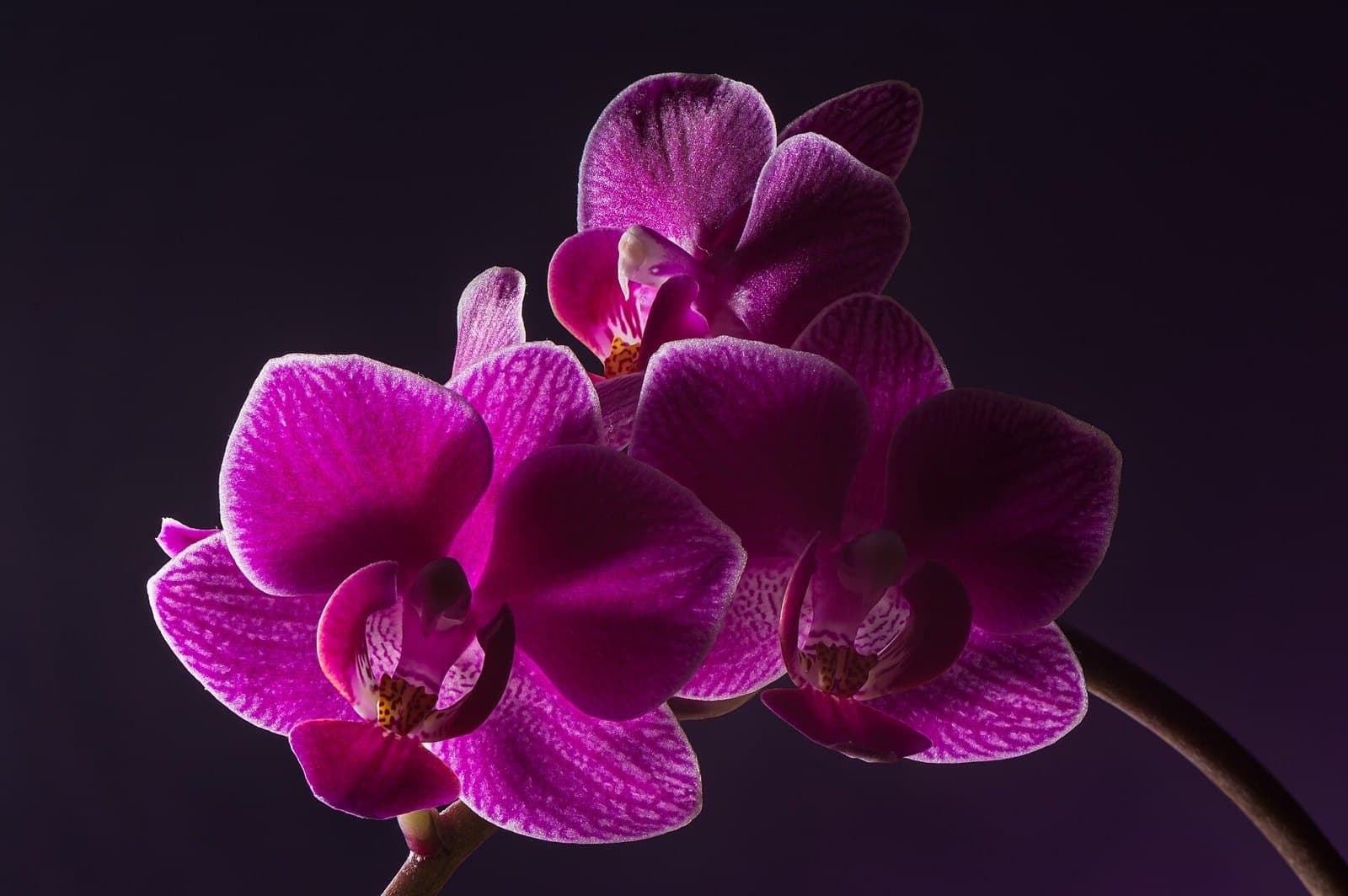 Magenta moth orchid (Phalaenopsis)