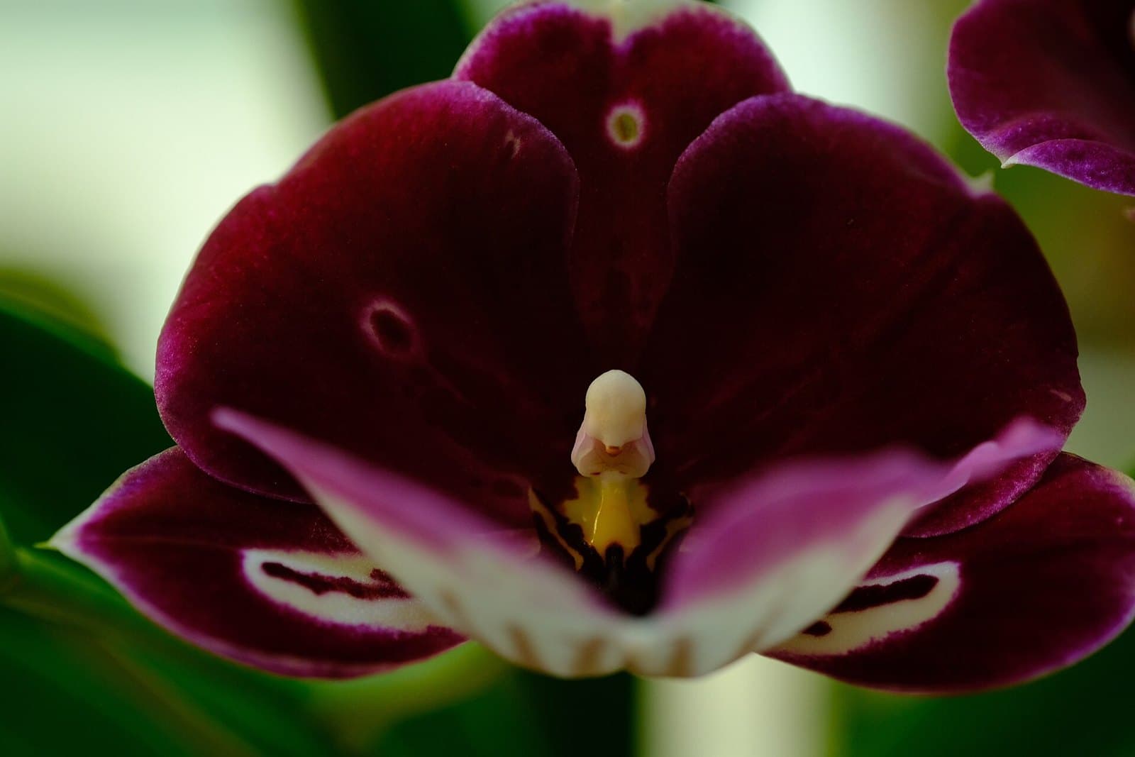 Dark red Miltoniopsis pansy orchid