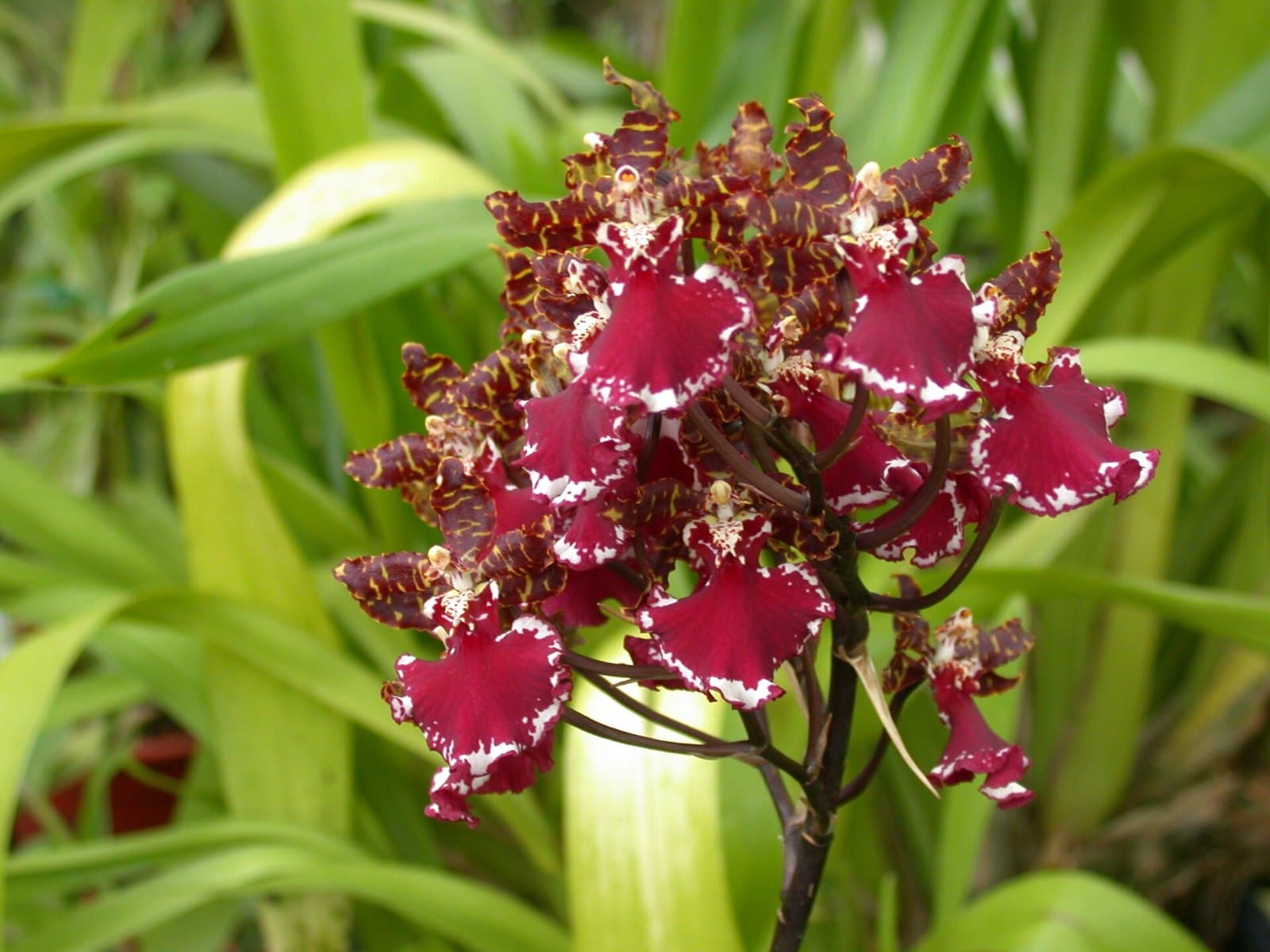 Cambria orchid flowers