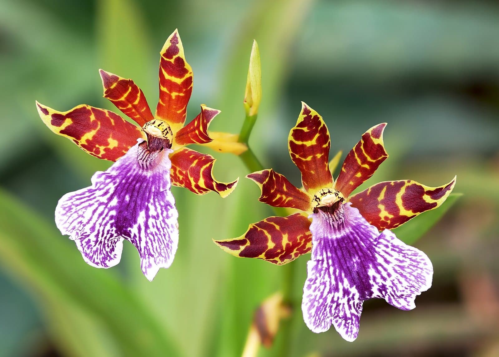 Zygopetalum orchid flowers