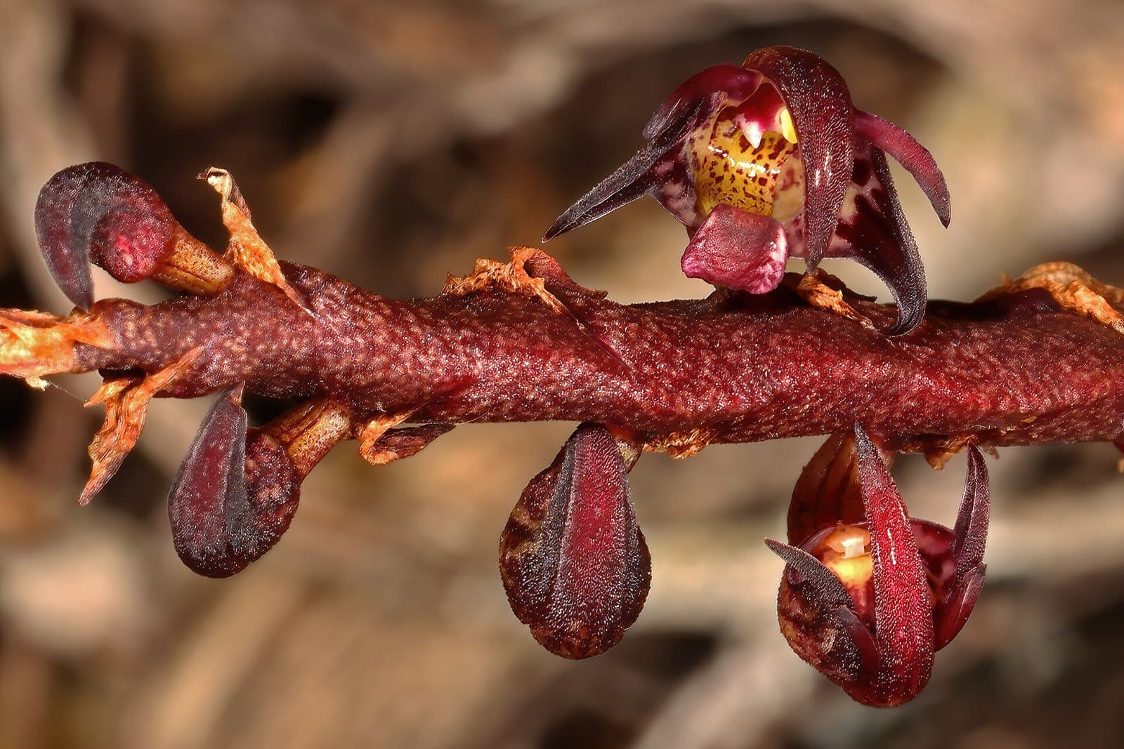 Bulbophyllum orchid flowers on stem
