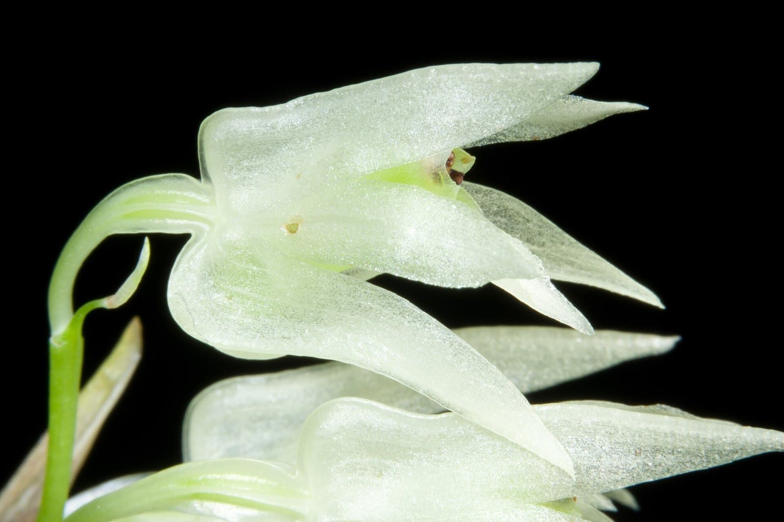 White Coelogyne orchid flowers