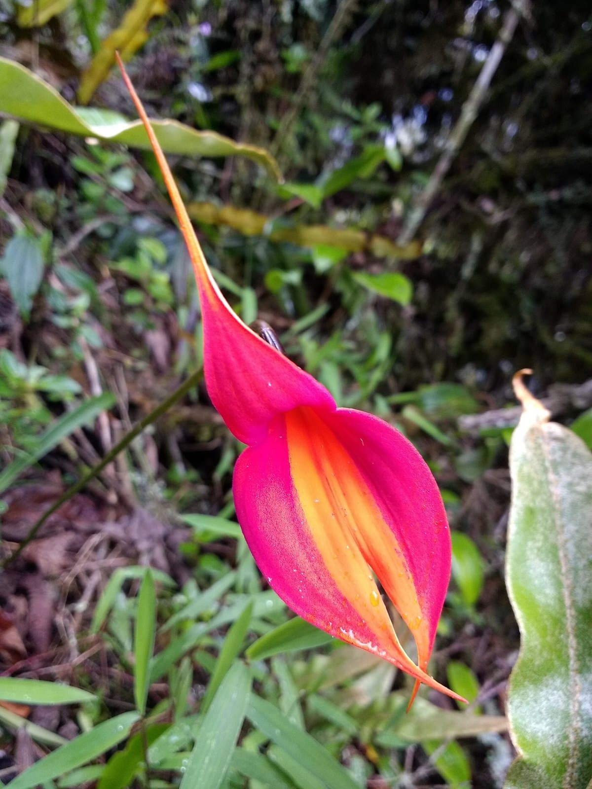 Orange Masdevallia orchid flower