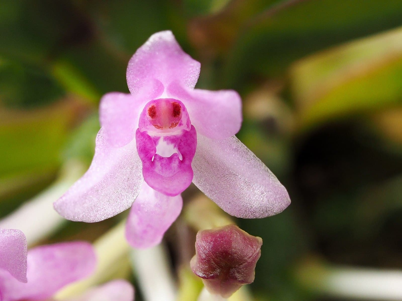 Pink Vanda orchid flower