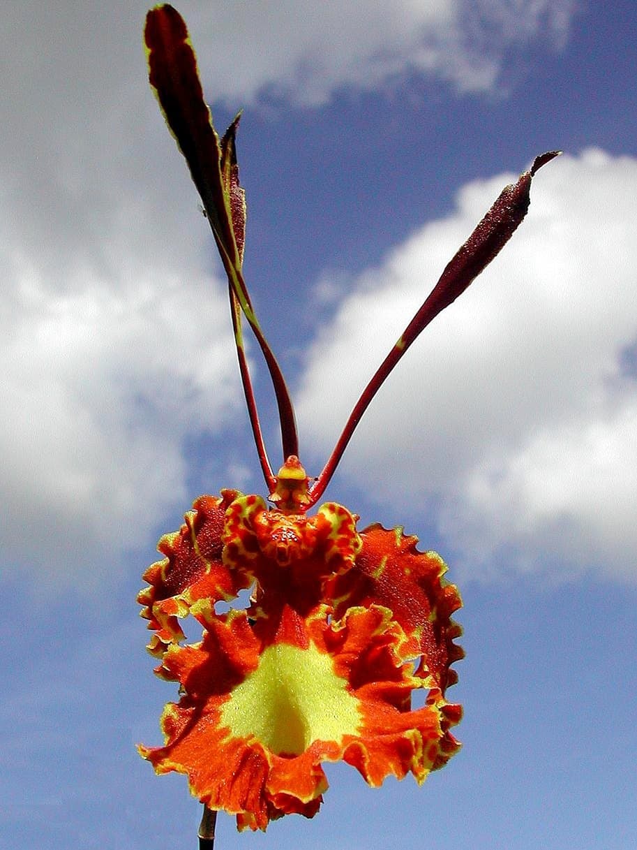 Butterfly orchid (Psychopsis papilio) flower