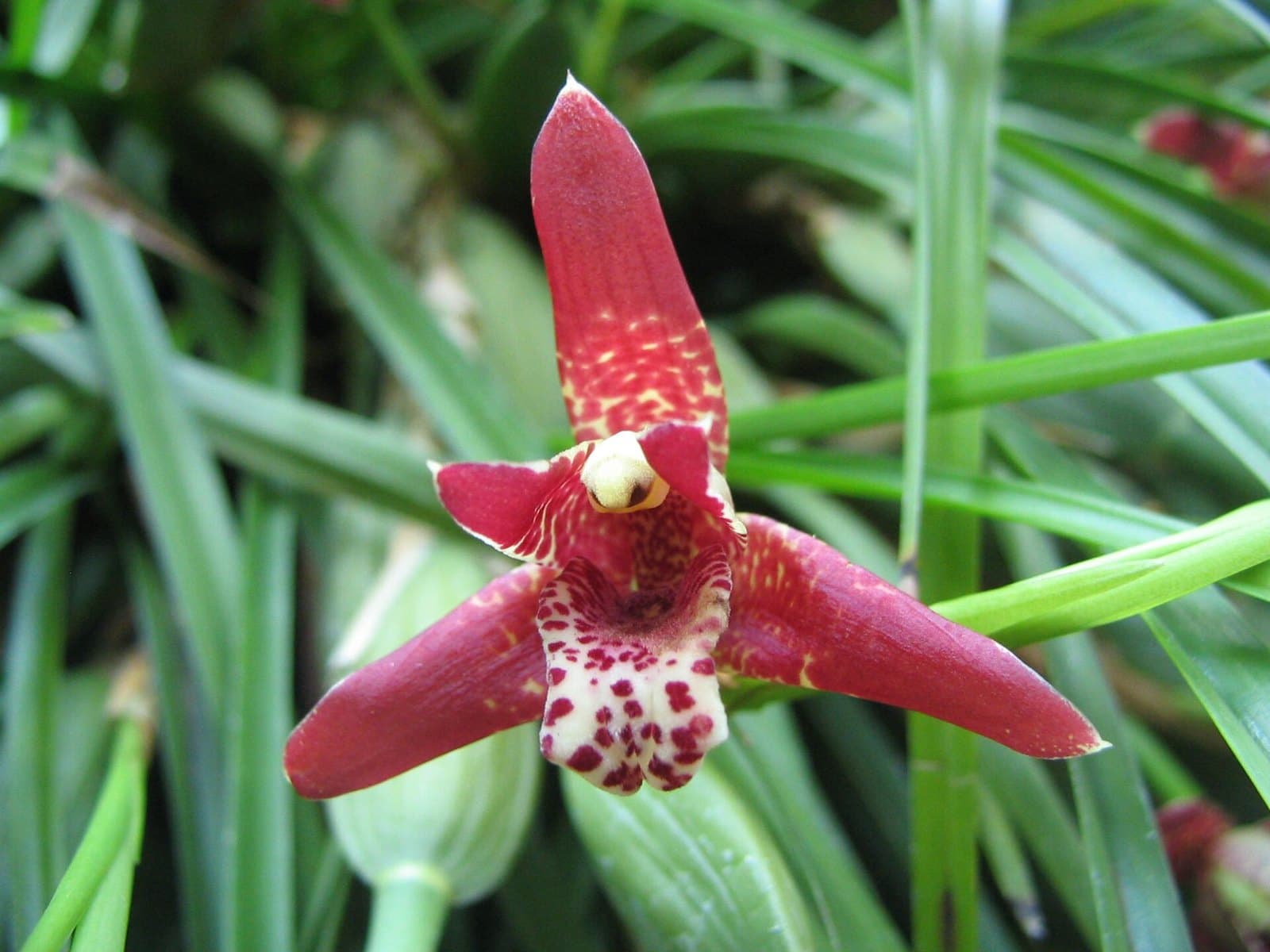 Maxillaria tenuifolia (coconut orchid) flower
