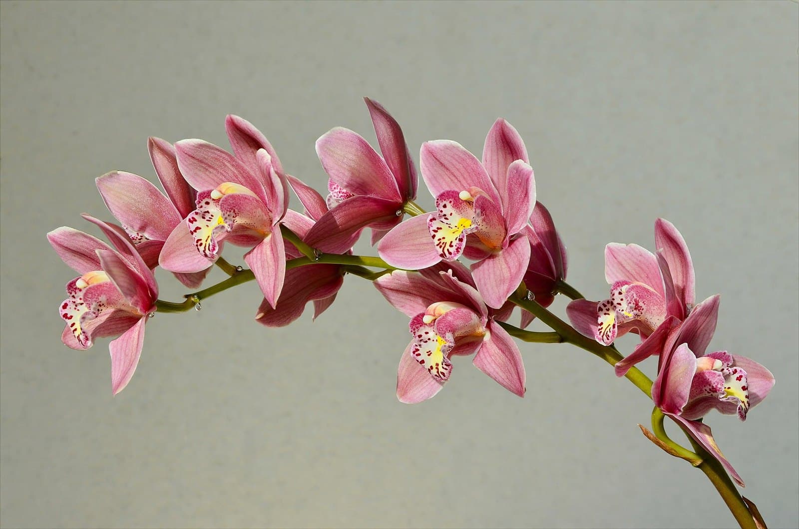 Cymbidium boat orchid flowers