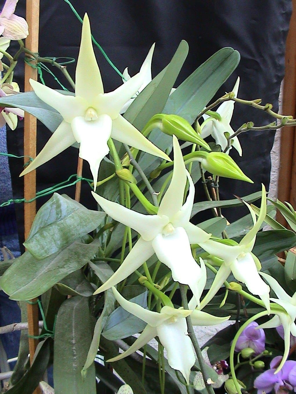 Comet orchid (Angraecum sesquipedale) flowers