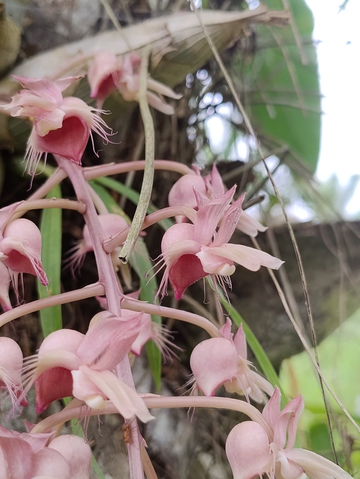 Pink Catasetum orchid flowers
