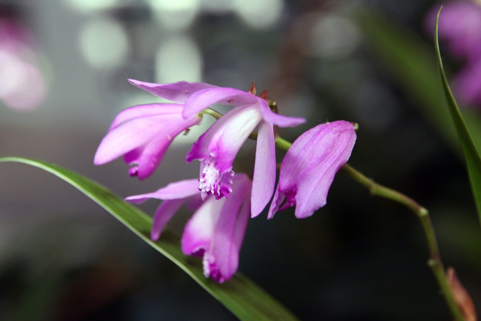 Bletilla striata urn orchid flowers