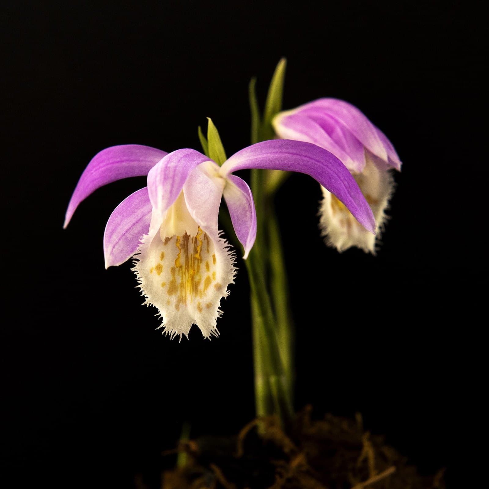 Pleione orchid flower