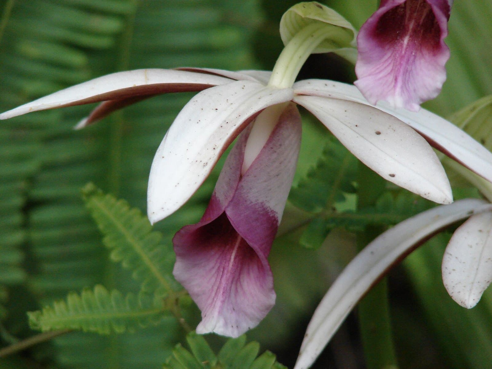 Swamp orchid (Phaius tankervilleae) flowers