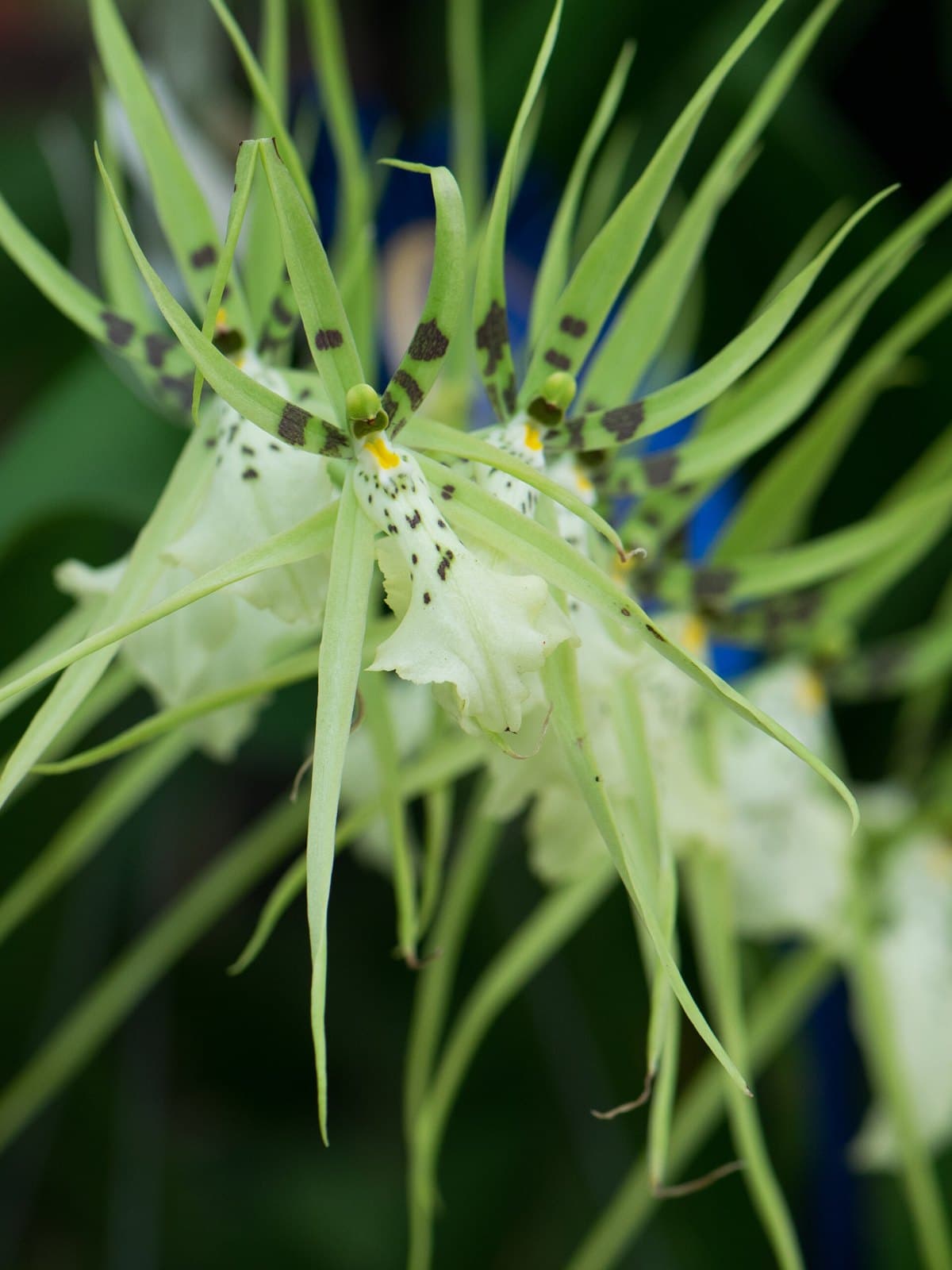 Green spider orchid flowers