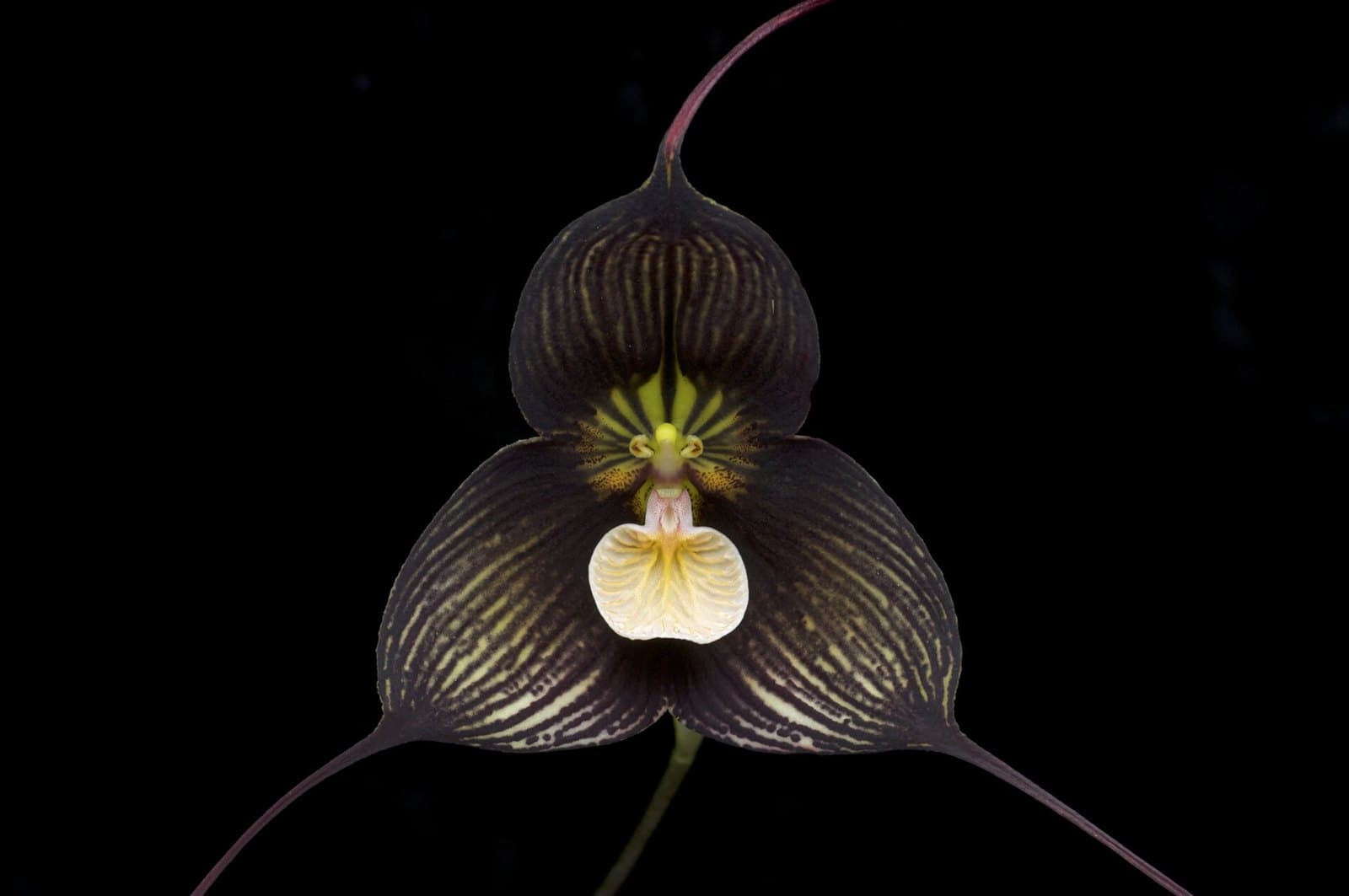 Dracula orchid flower resembling a monkey face