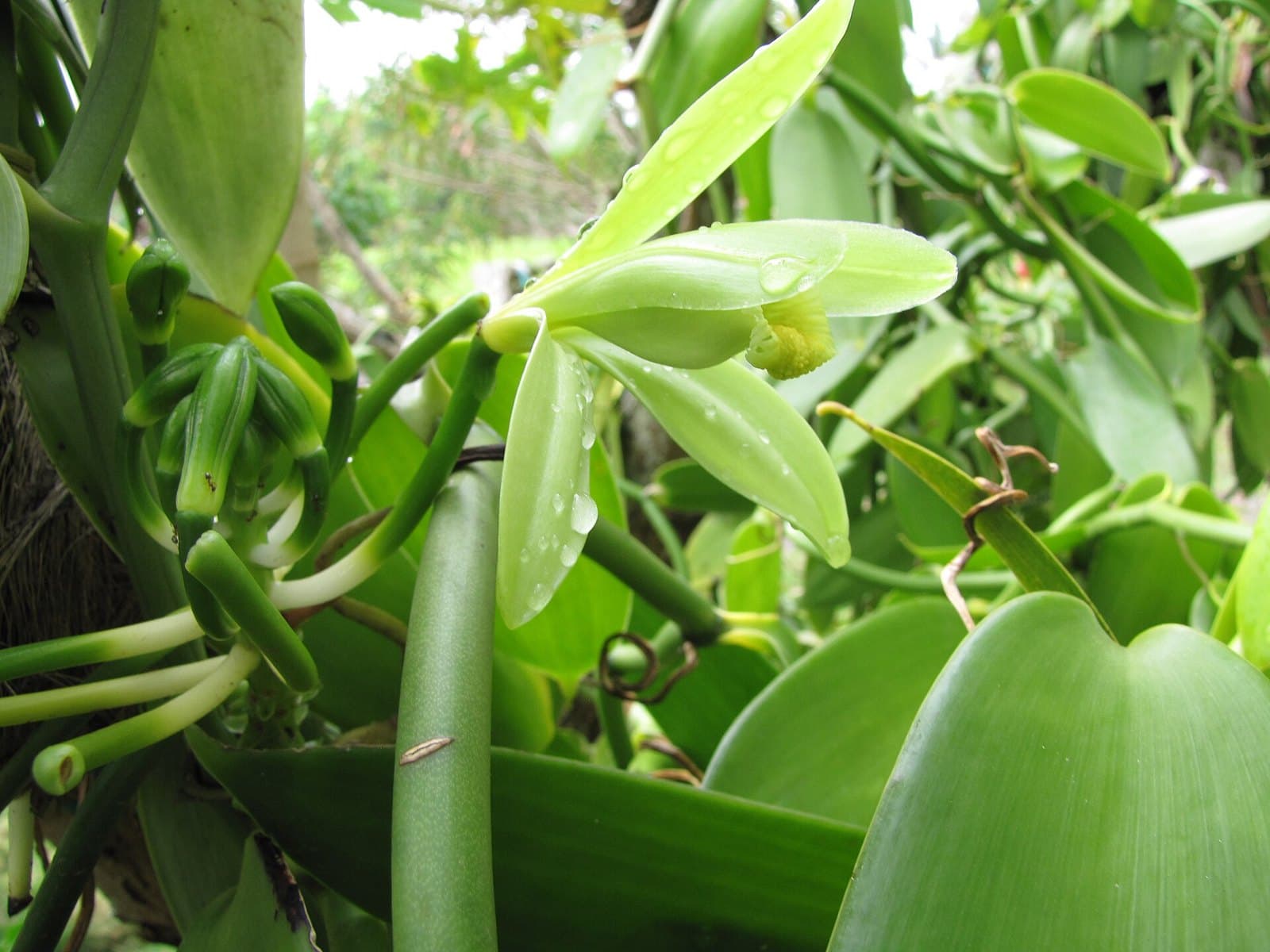 Vanilla orchid flower