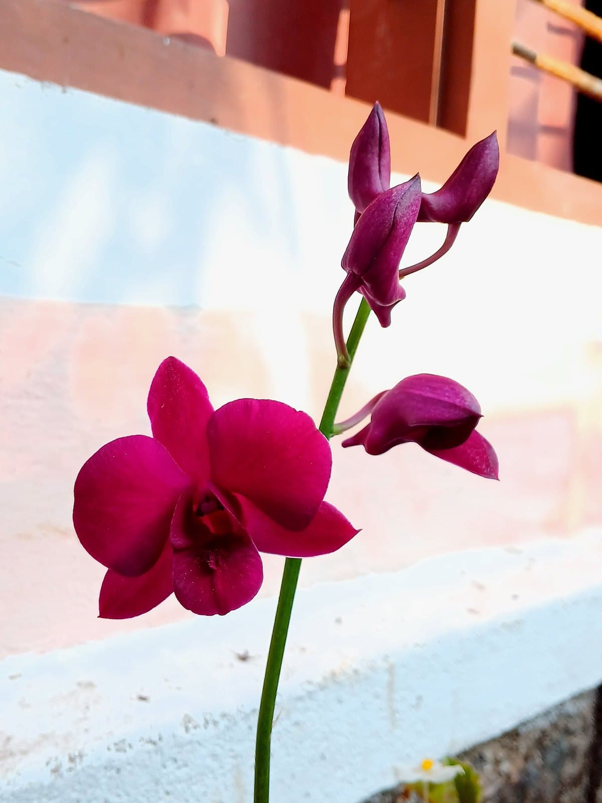 Dendrobium orchid flower