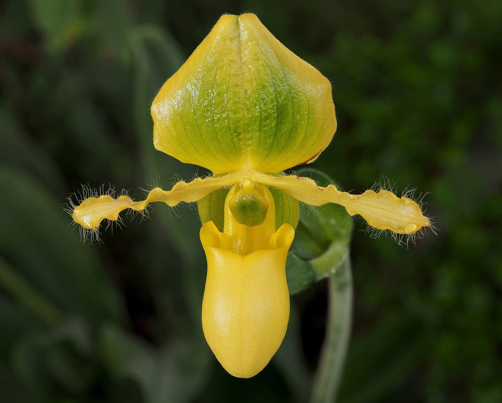 Yellow slipper orchid (Paphiopedilum)