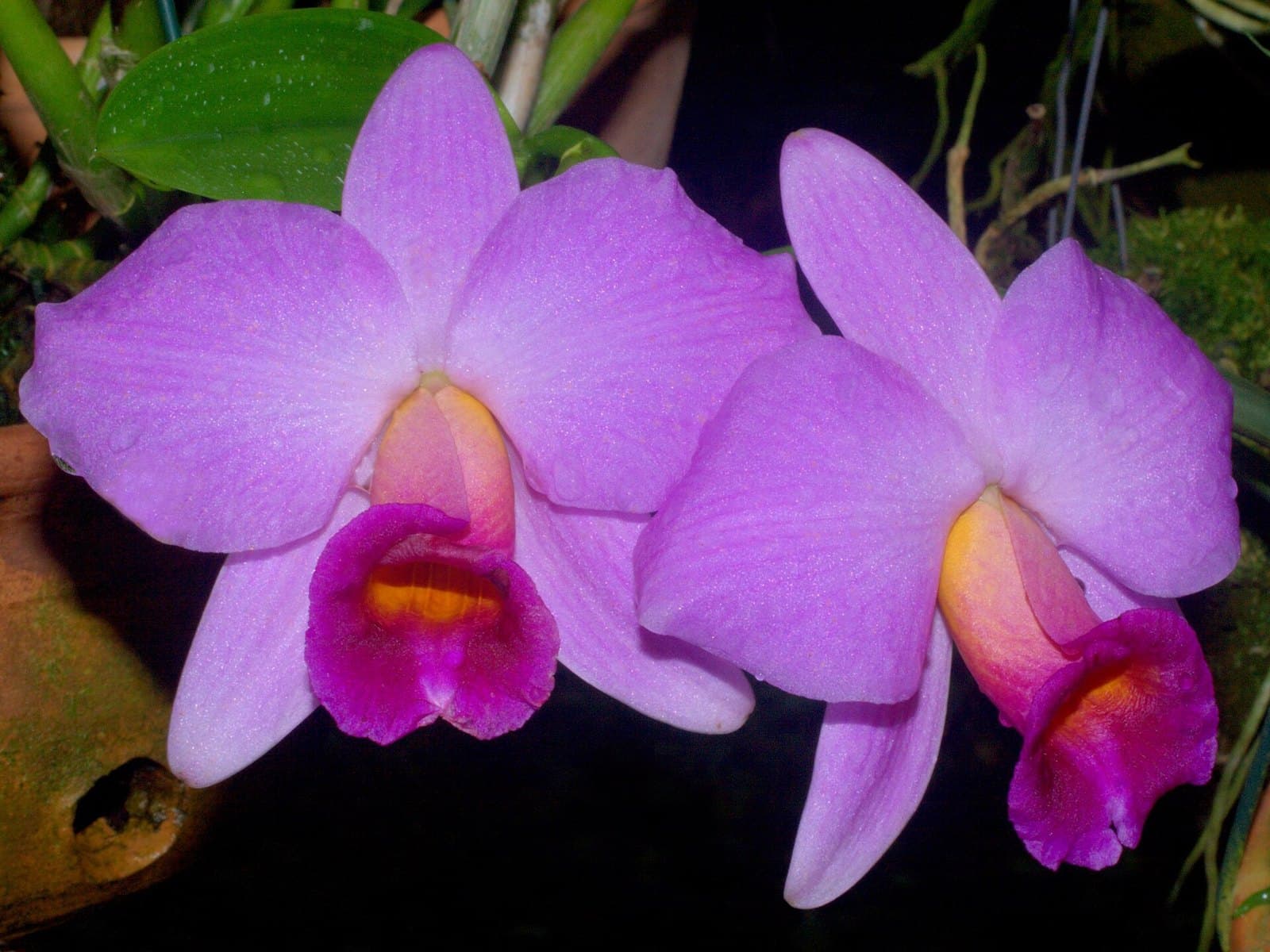 Purple Cattleya orchid flowers