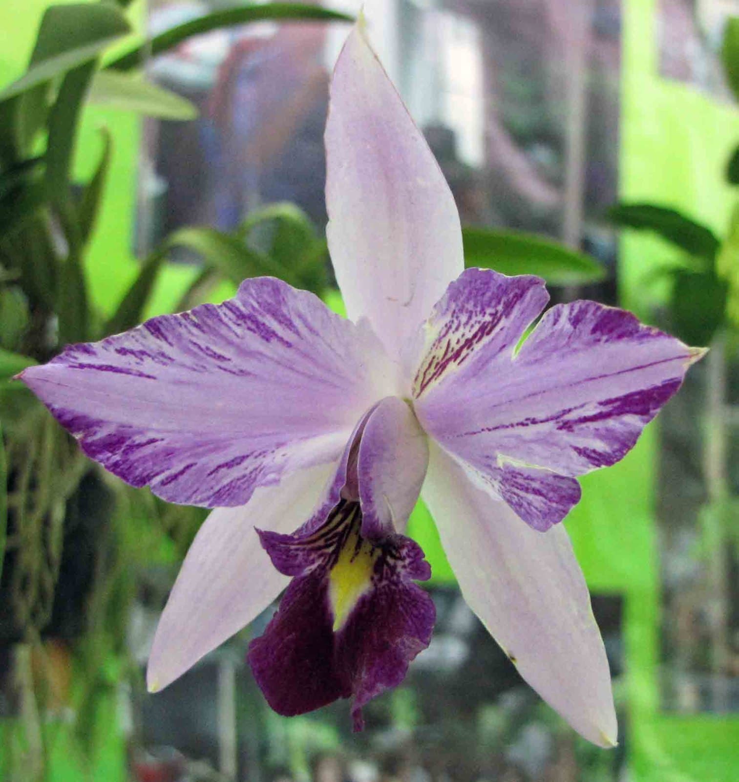 Laelia anceps orchid flower