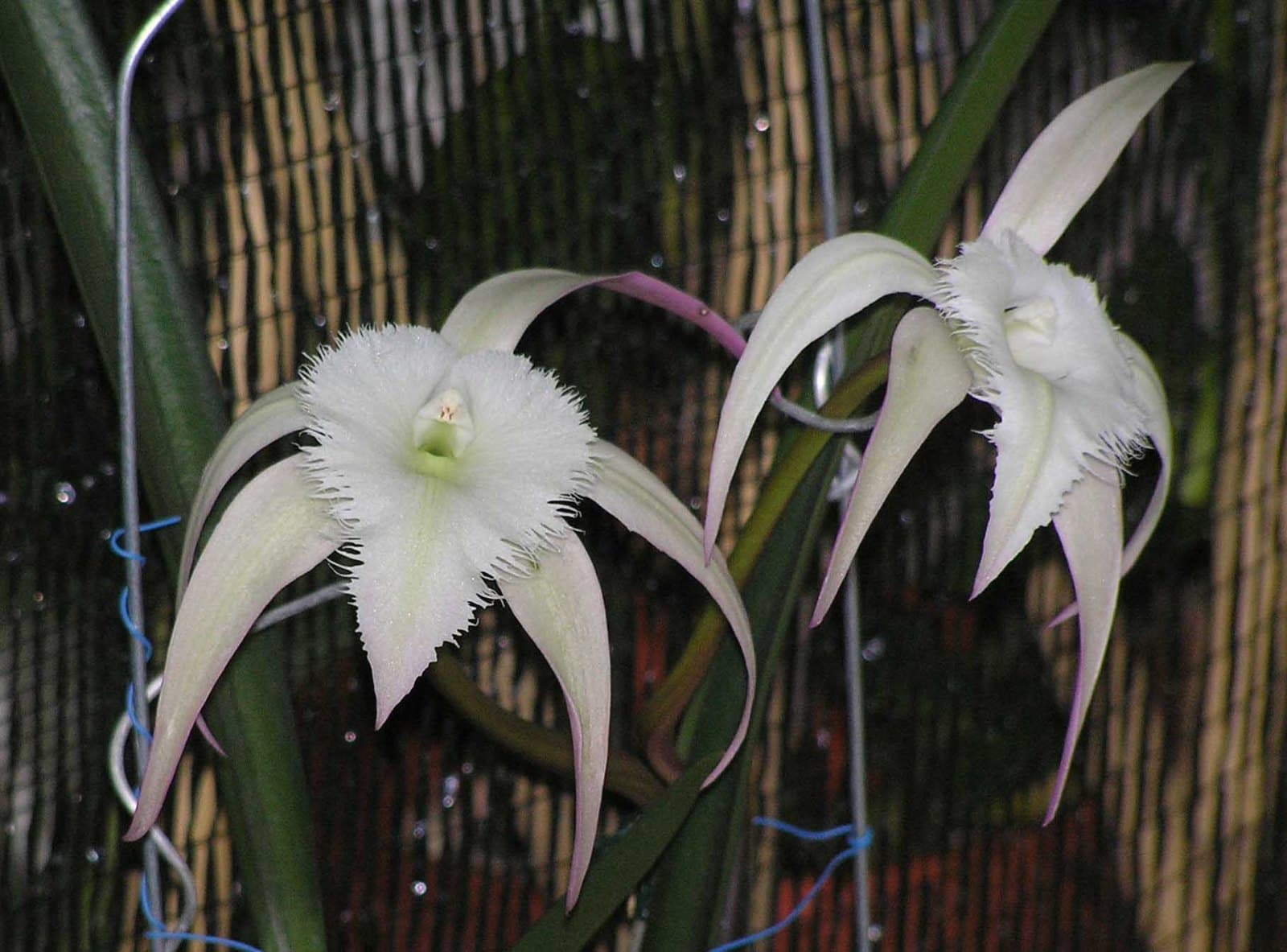 White Brassavola orchid flowers