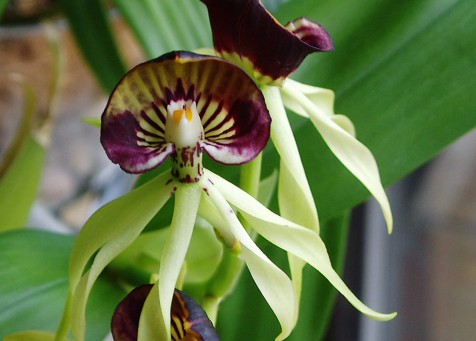 Encyclia cochleata (cockleshell orchid) flower