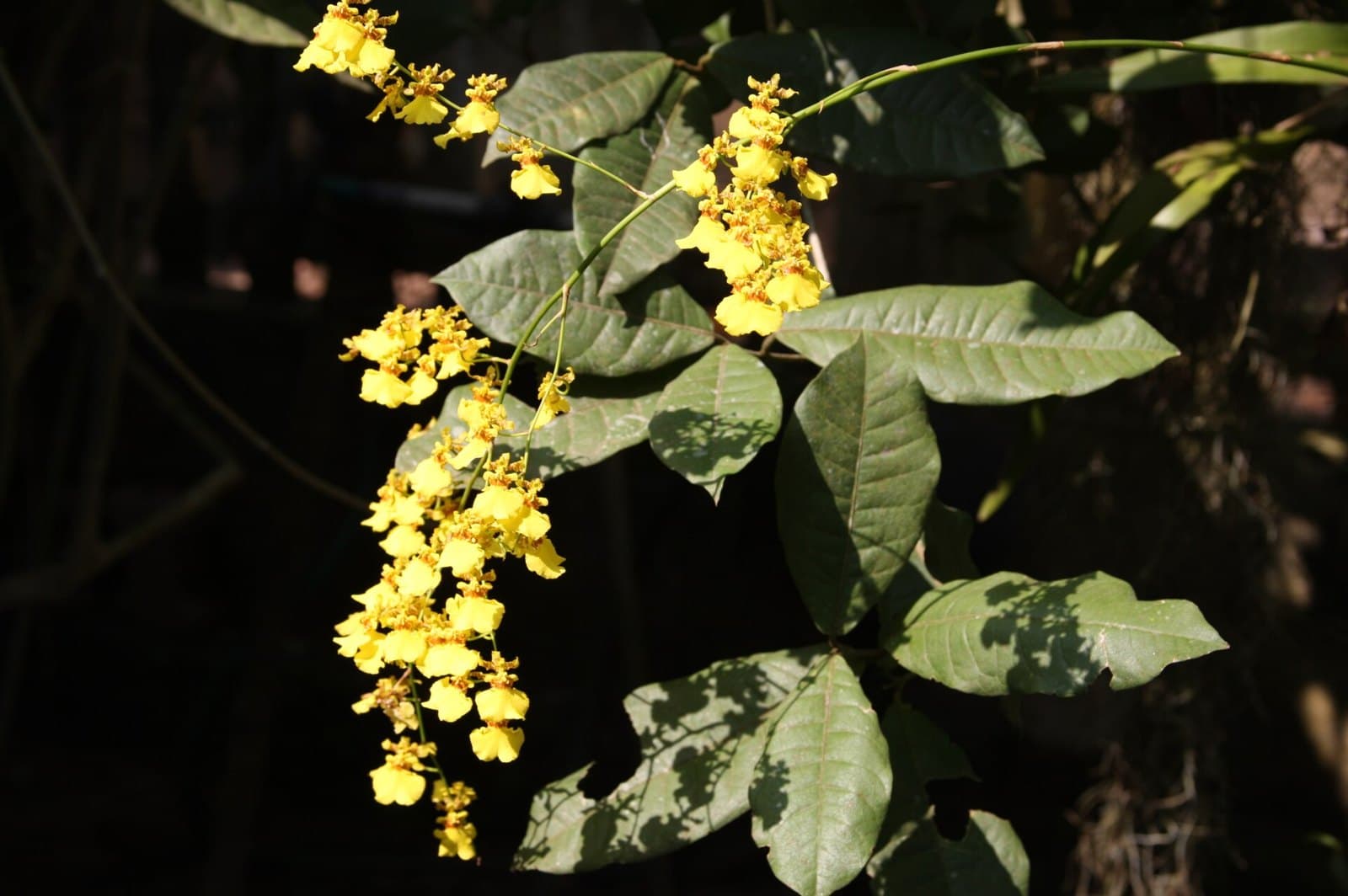 Yellow Oncidium dancing lady orchids