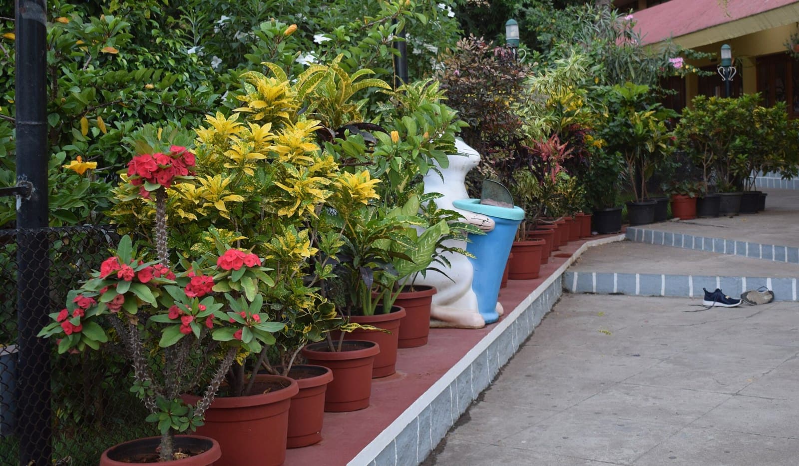 Flowering pot plants along a path