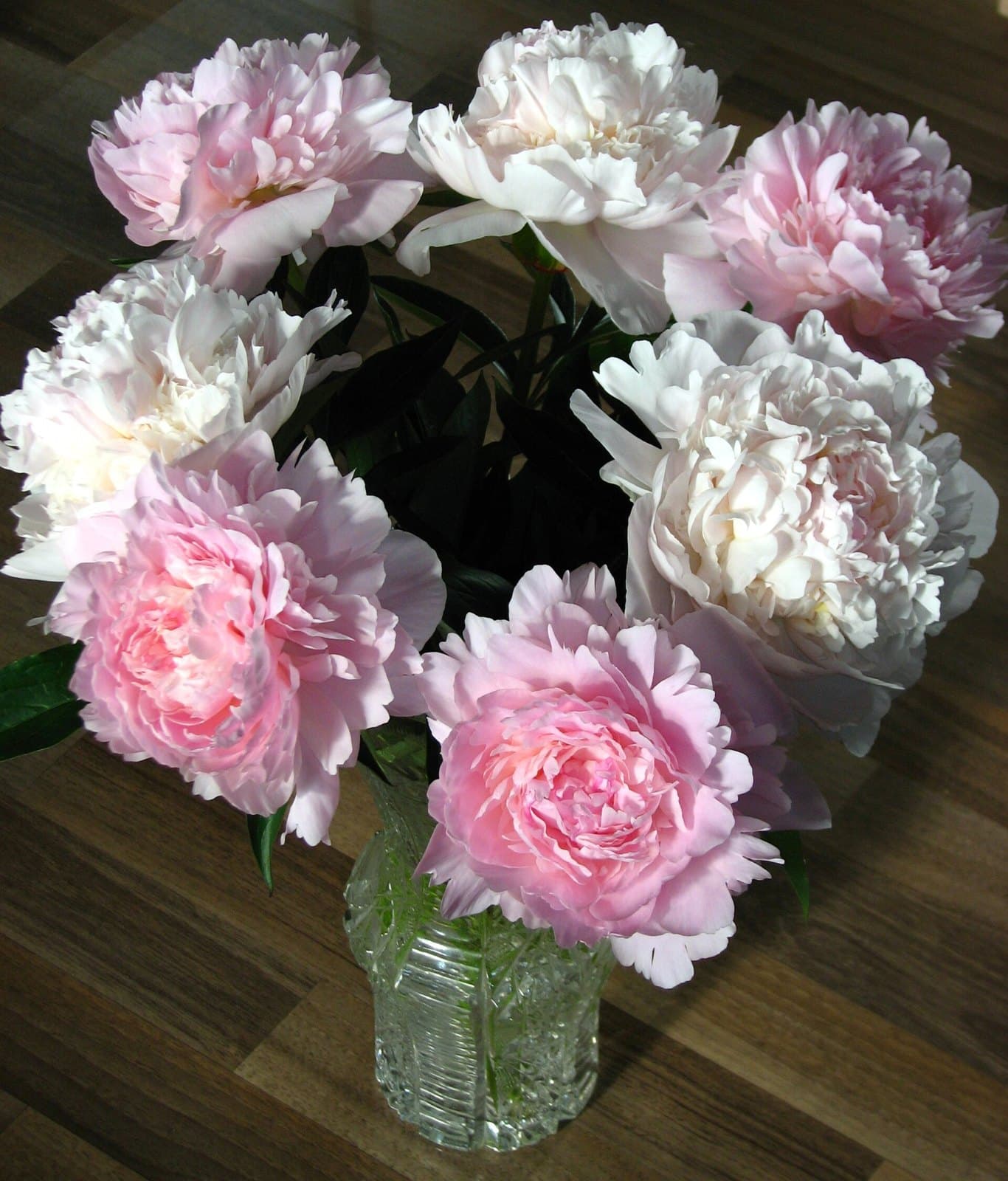 Pink and white peony bouquet in a vase