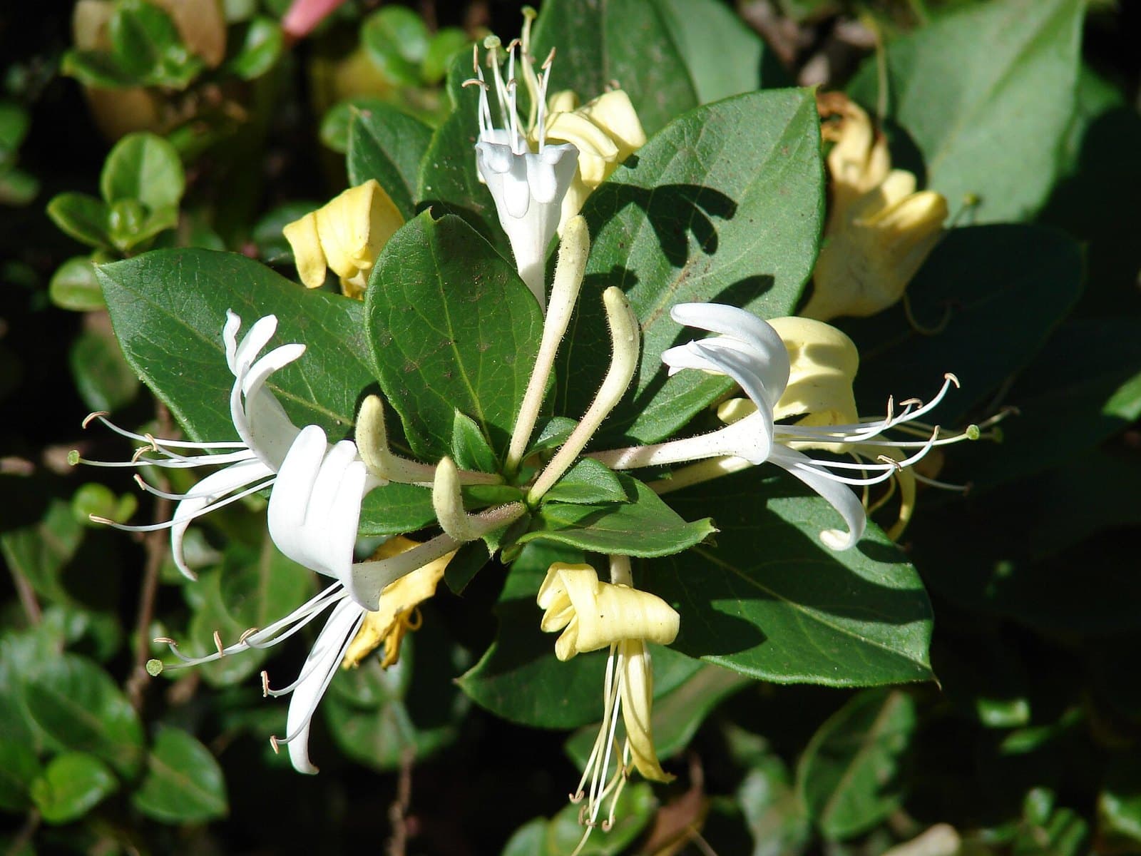 Japanese honeysuckle flowers