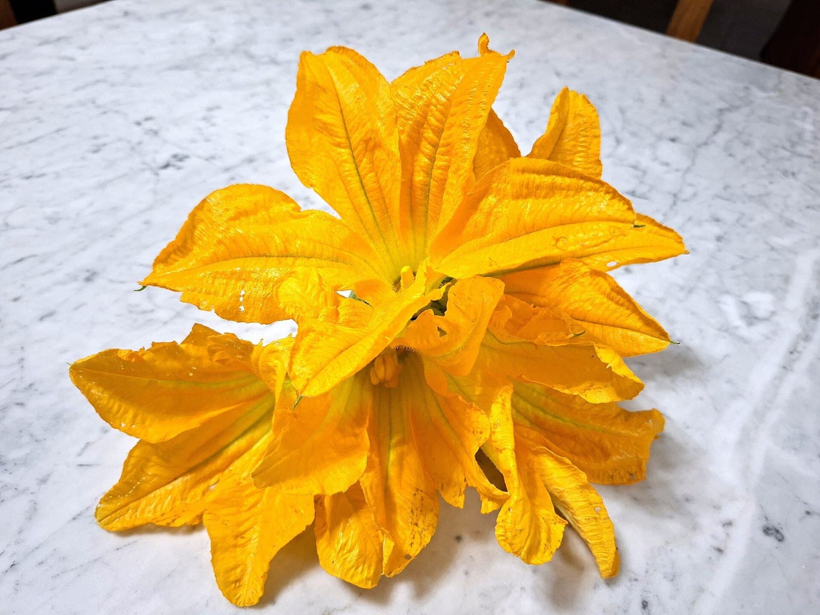 Zucchini (pumpkin) flowers