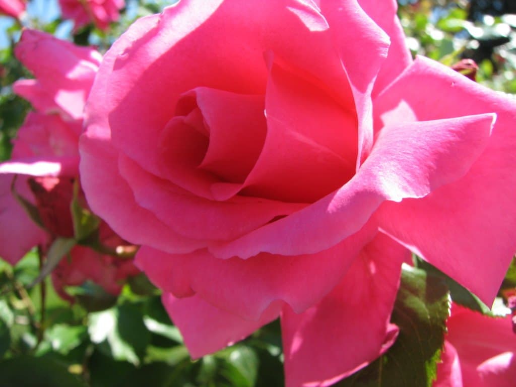 Pink rose petals