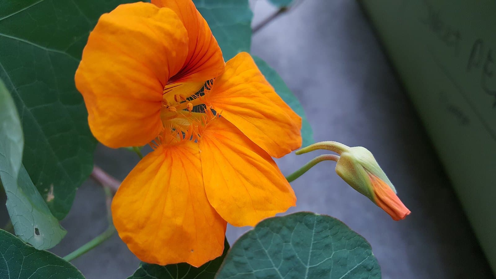 Nasturtium flower