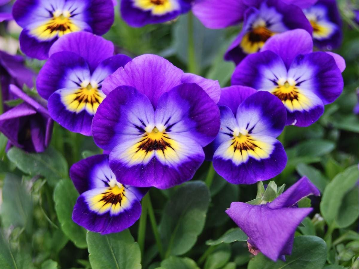 Purple and yellow viola pansy flowers
