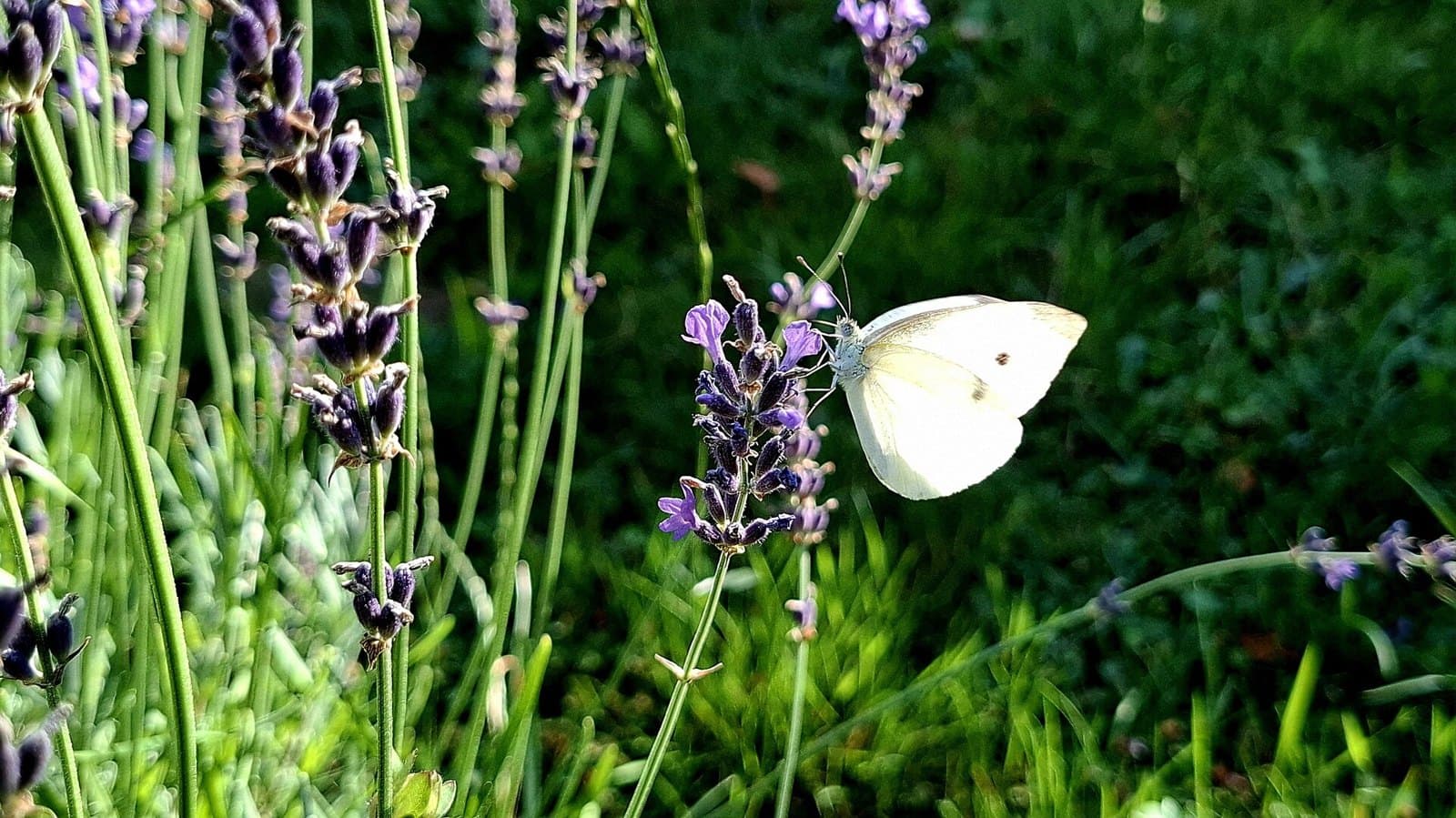 Lavender flowers with a small white butterfly