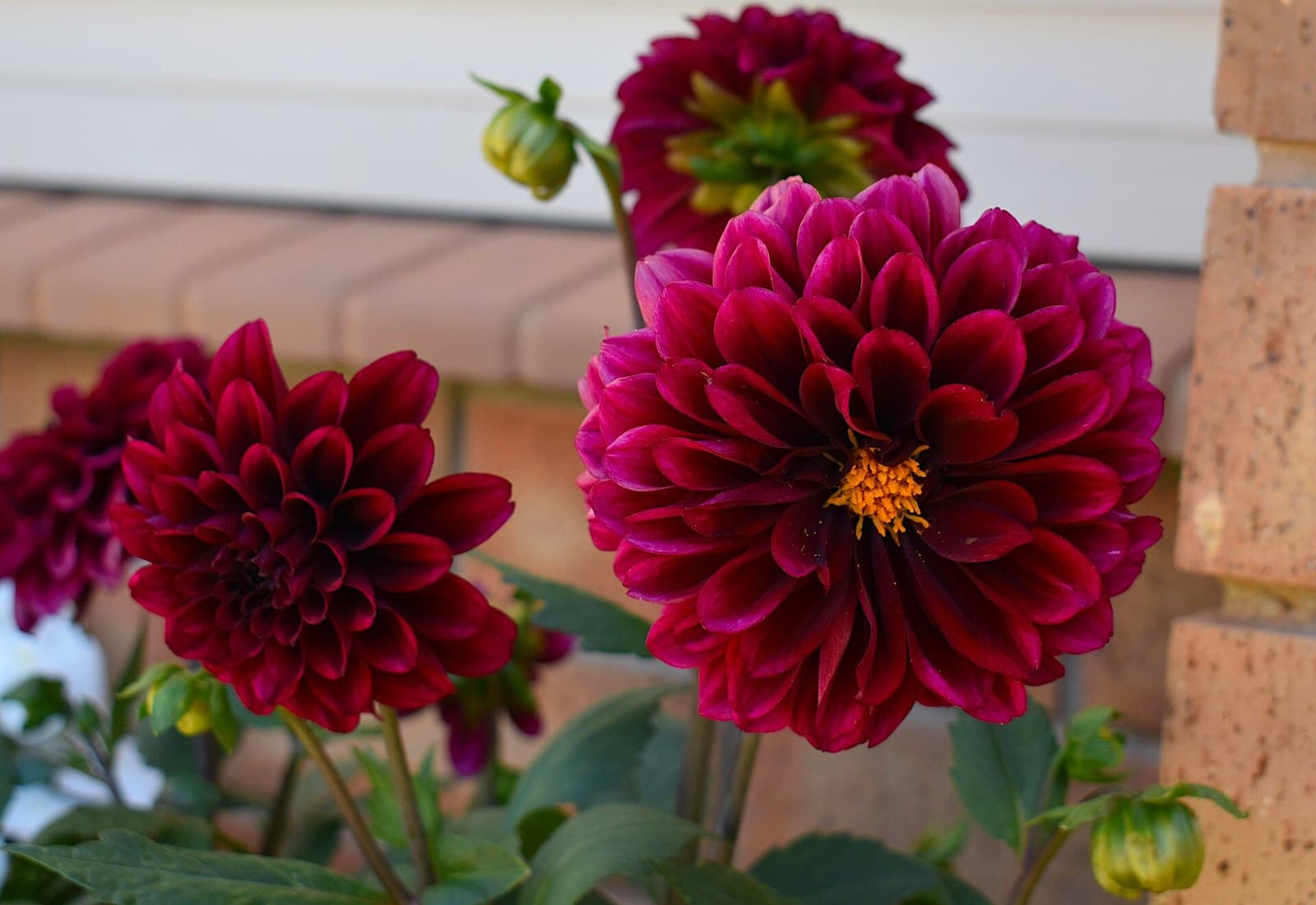 Dark red dahlia flowers