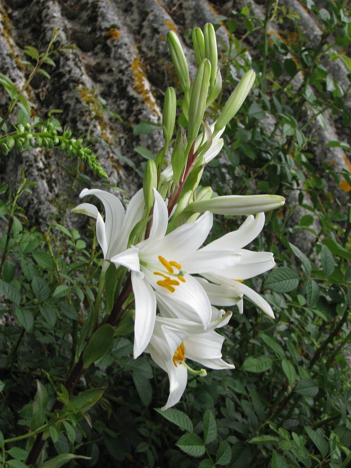 White lilies (Lilium candidum)