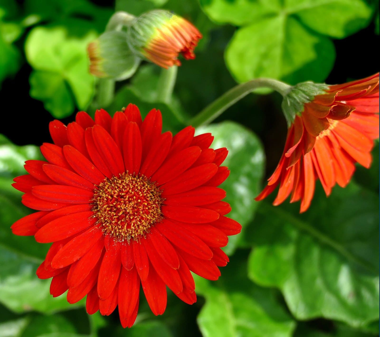 Red gerbera daisy